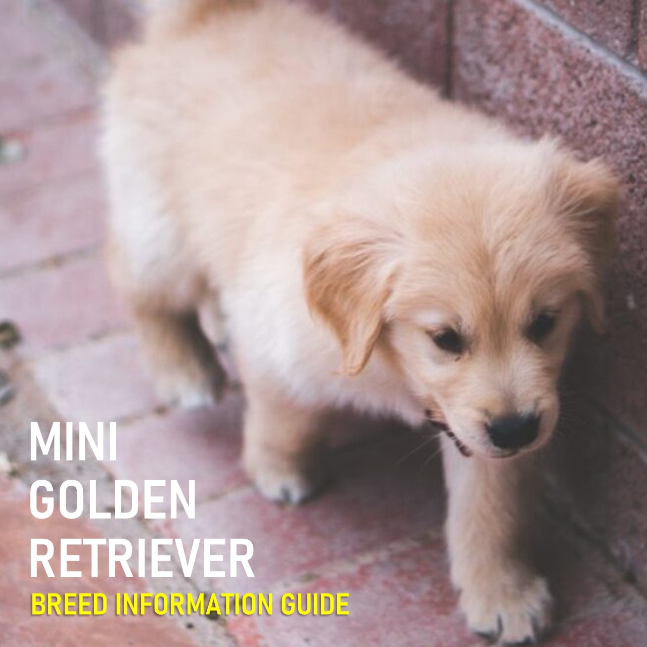 Mini Golden Retriever