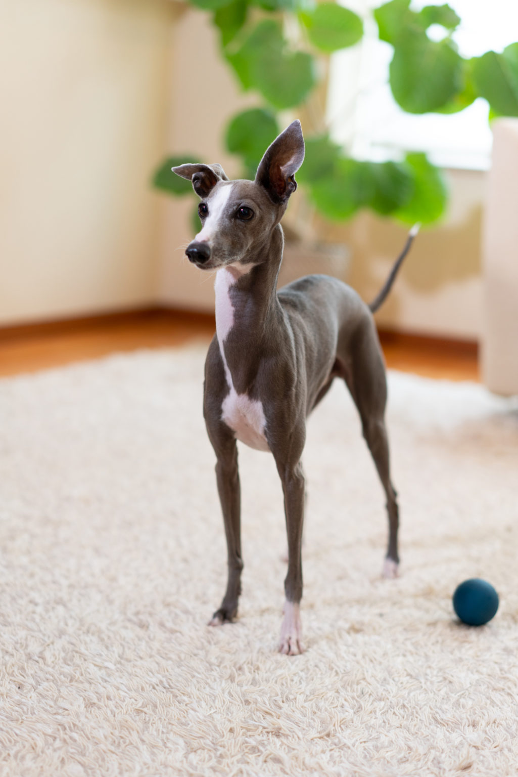 small-dog-breeds-in-australia-definitive-guide-small-dog-breeds