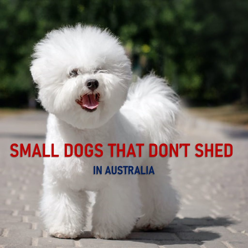 Small Dogs that don't Shed Australia